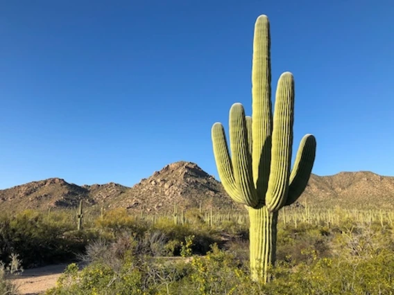 Photo of a saguaro cactus