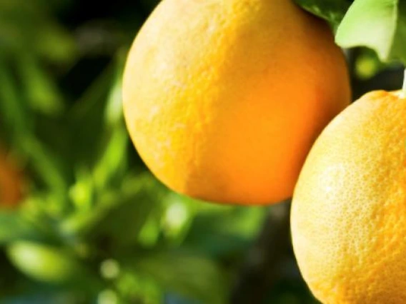 Maricopa County Master Gardener Citrus Clinic