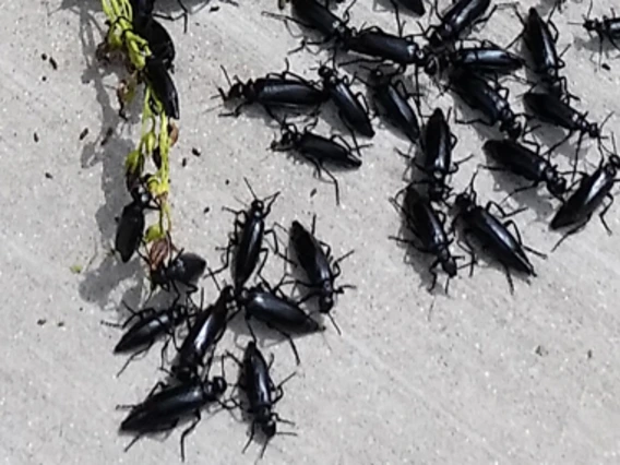 Mass of black beetles