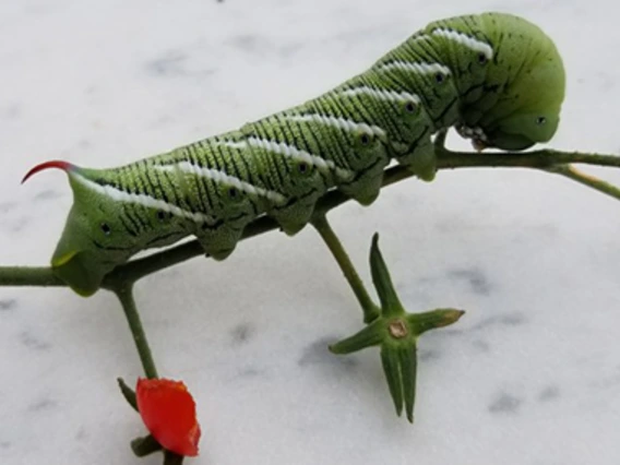 Large green worm with red horn on rear