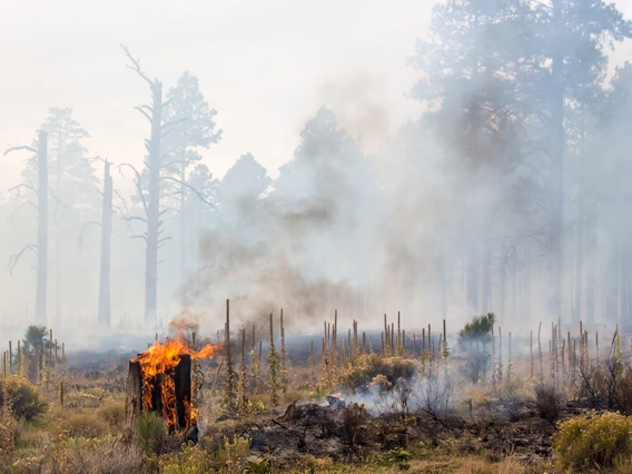 Smoldering tree stumps smoking in forest after fire