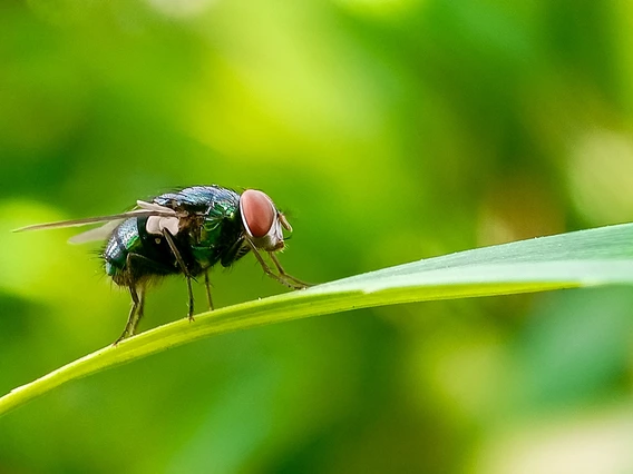 Closeup photo of a fly