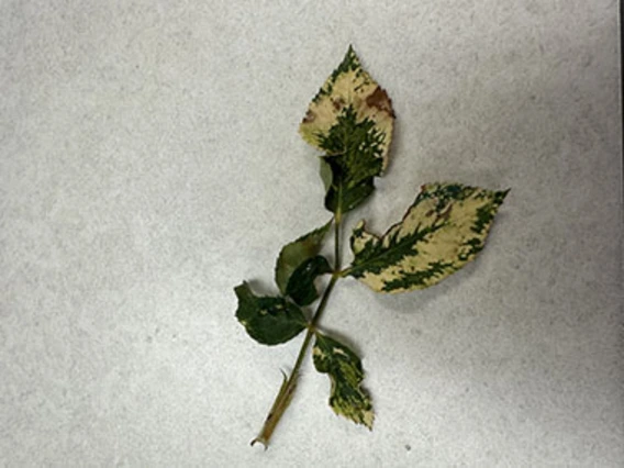 Rose leaves with yellow spots