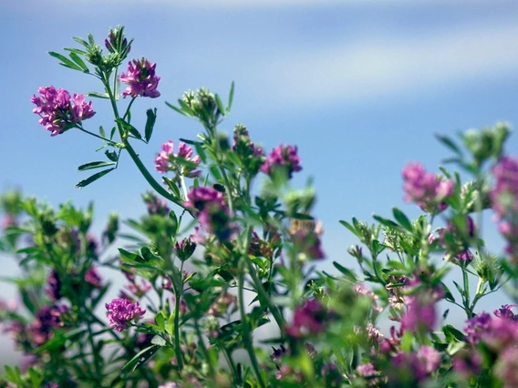 alfalfa