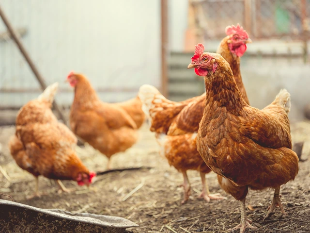 Light brown colored chickens