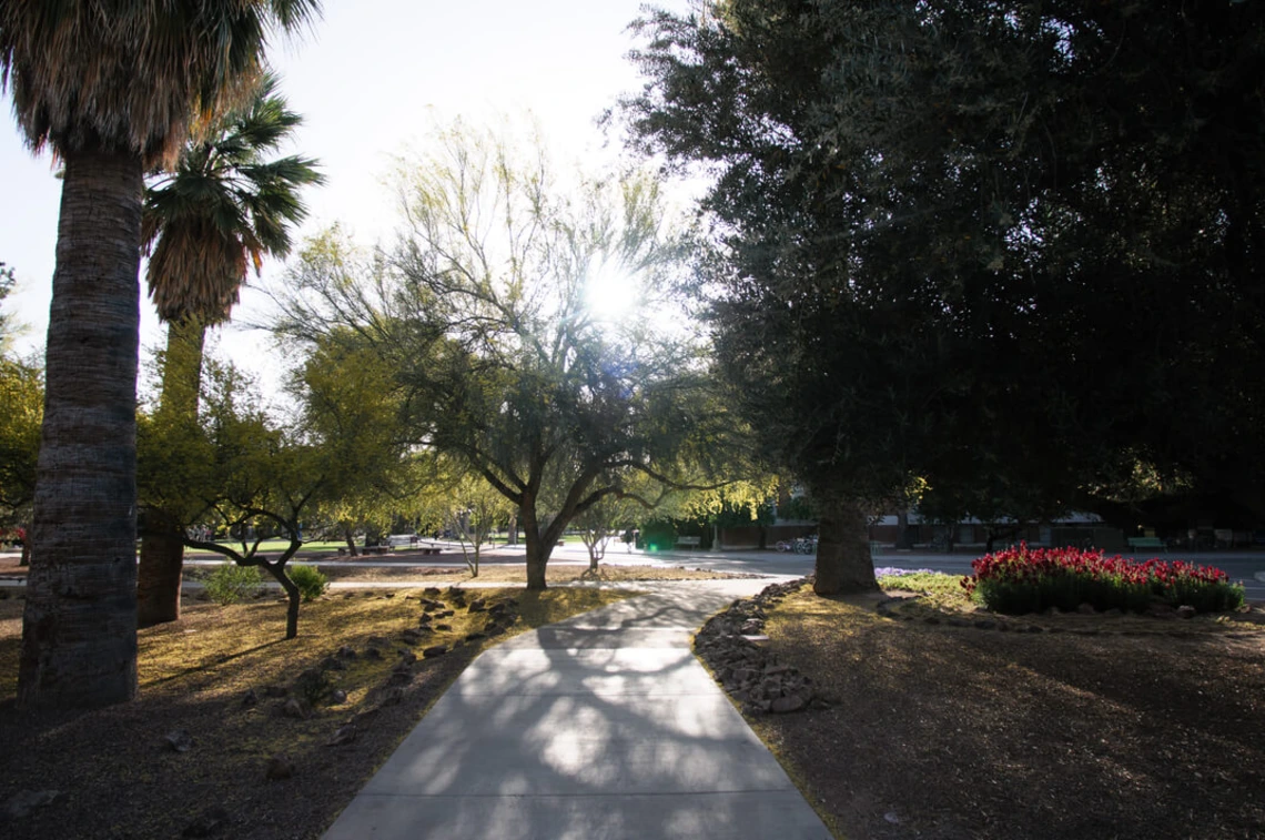 sidewalk leading into sun and trees from campus arboretum