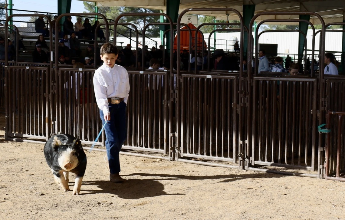 Photo of a boy with a pig