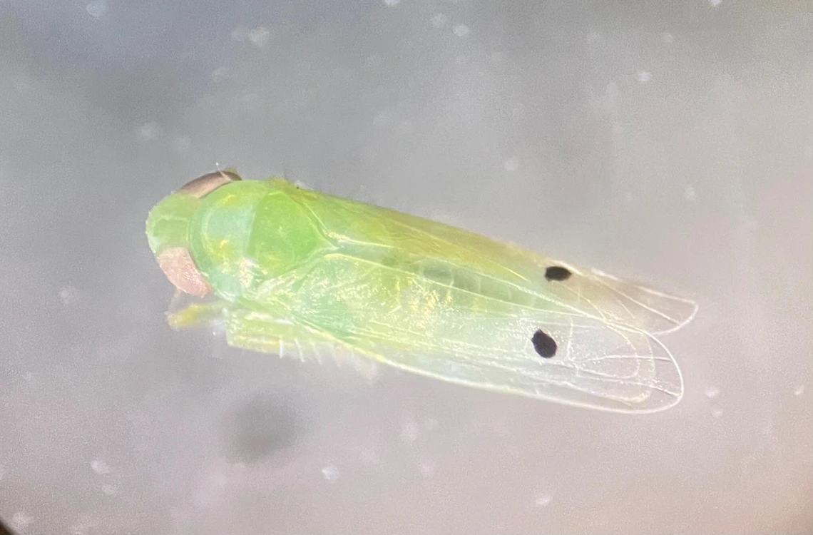 Photo of a cotton jassid