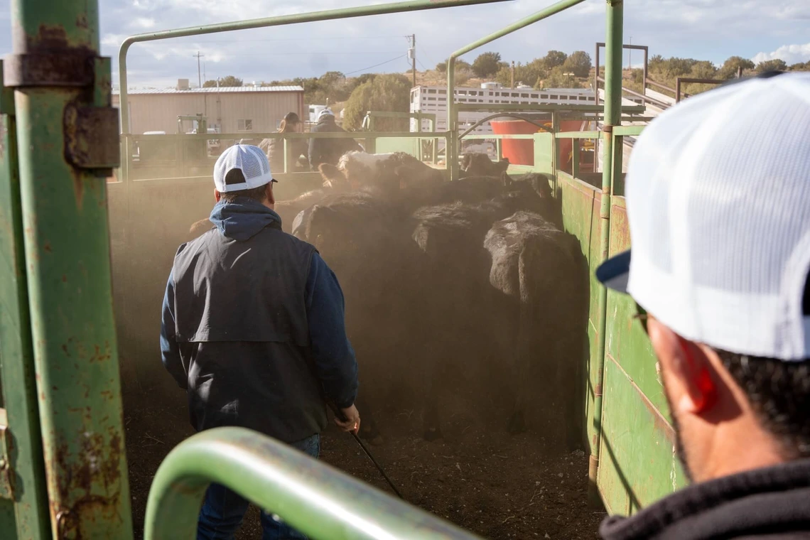 two ranchers steering group of cattle through a pen
