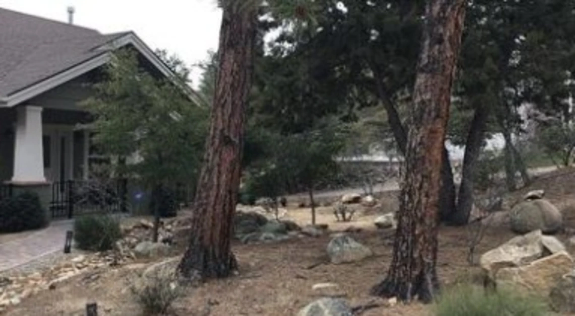 2 trees with bare ground