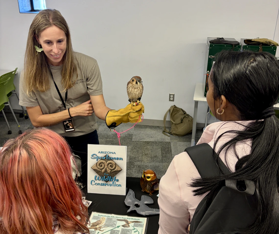 Photo of insect festival