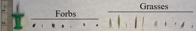 Variation in seed size of the forb and grass species.