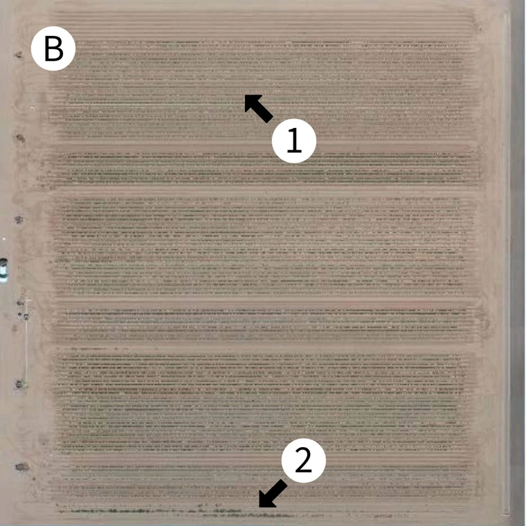 High overhead drone photo of agriculture field that is mostly dirt with rows of crops