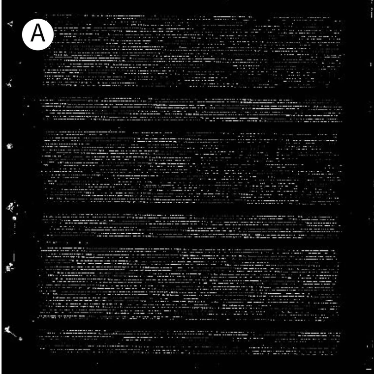 Overhead drone photo of agriculture field converted to black and white, with white representing crops and black representing dirt.