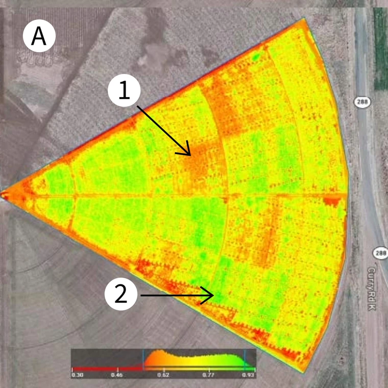 NDVI overhead drone photo showing average NDVI for guar irrigation experiment