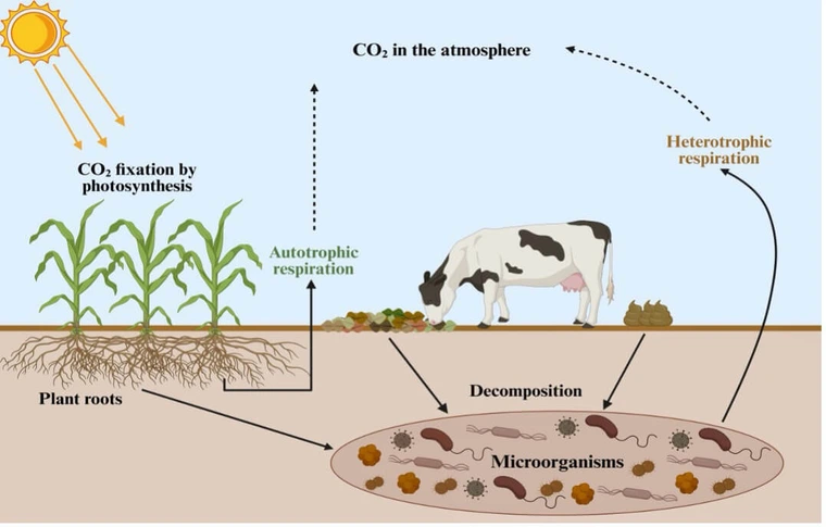 Sun, plants, animals and soil with arrows showing the carbon cycle