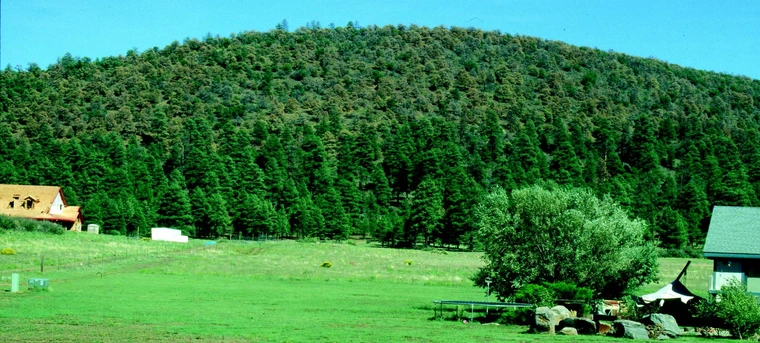 flagstaff arizona forest with pinon mortality caused by pinon ips in drought conditions