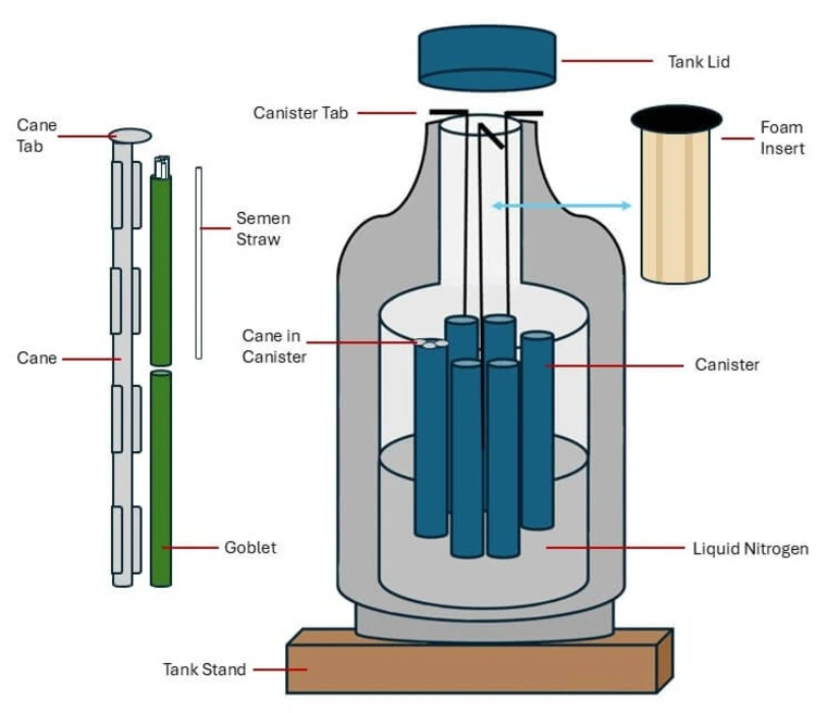 animation showing cutout of liquid nitrogen tank and components related to artificial insemination