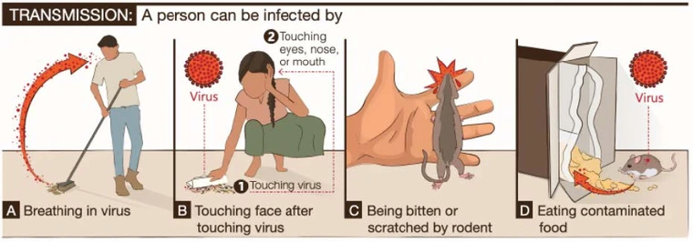 graphic showing sweeping, cleaning, being bitten or eating contaminated food as the transmission routes for hantavirsuses