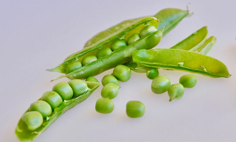 closeup of open peadpods with differnt types of peas in them
