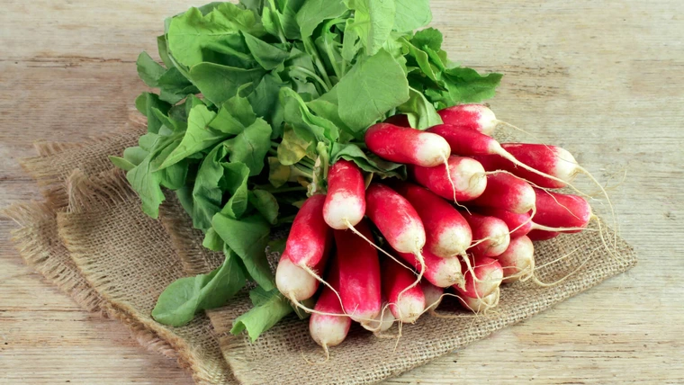 Italian radish sitting in a bunch on cloth on counter