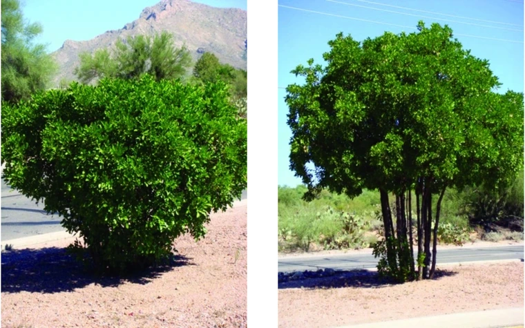texas mountain laurel as a shrub and pruned into a small tree
