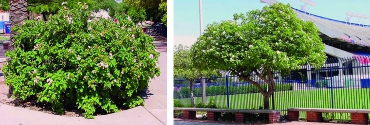 texas olive pruned as shrub and tree