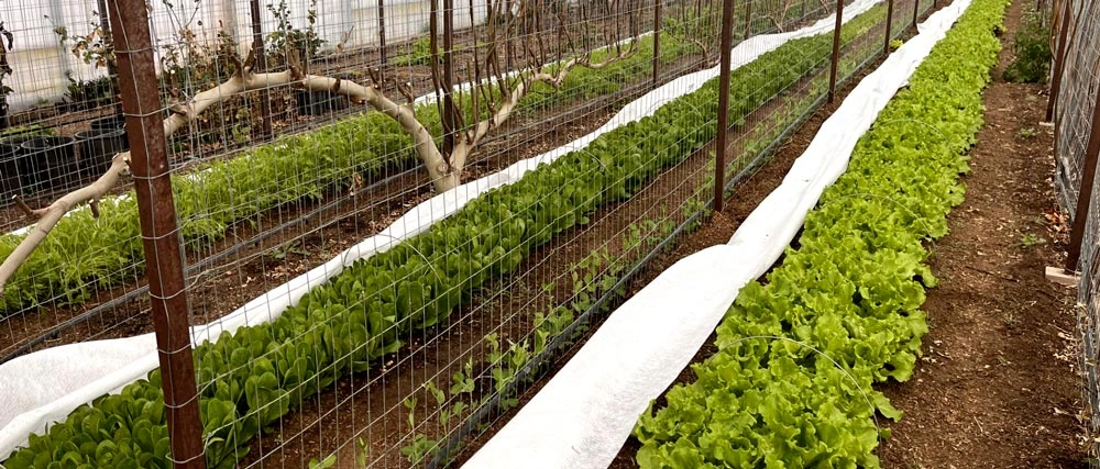 Yavapai County Greenhouse Lettuce