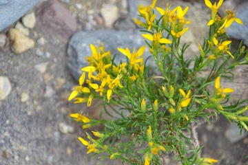 broom snakeweed flowers