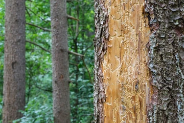 Photo of a pine tree damaged by bark beetles