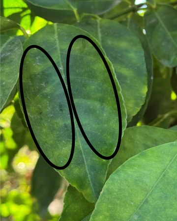 A citrus leaf exhibiting citrus greening symptoms.