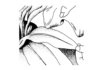 illustration showing how to clean the leaf surfaces