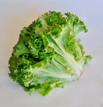 full head of green leaf lettuce on white background