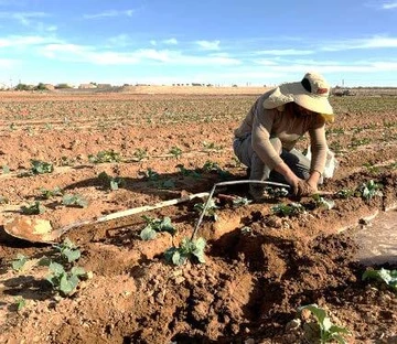 Person in desert agriculture field repairing leaking drip irrigation system