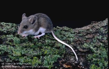 adult deer mouse on log