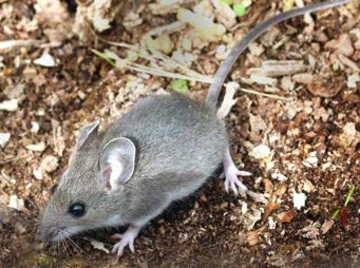 adult deer mouse on leaves