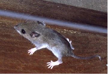 adult white-footed mouse