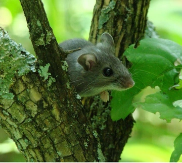 western deer mouse in tree