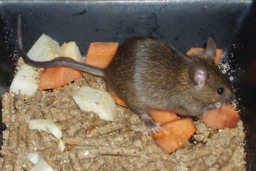 house mouse