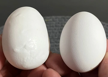 comarison of normal egg shell to one with abnormalities