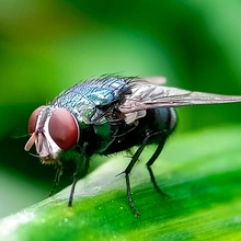 adult New World screwworm fly