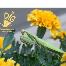 Preying mantis on yellow marigolds