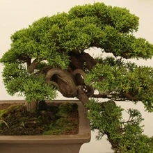 Bonsai Plant