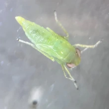 Photo of a cotton jassid nymph
