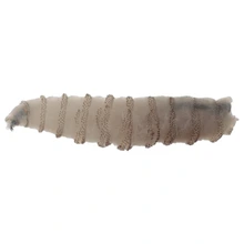 New World Screwworm larvae
