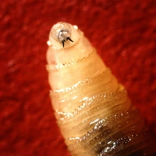 Closeup of New World screwworm larva showing mouth hooks.