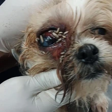 small dog eye swollen with maggots in eye