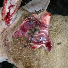 open neck wound on animal with flies hovering in and around it