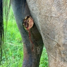 inner thigh of rear horse leg showing wound with new world screwworm larvae