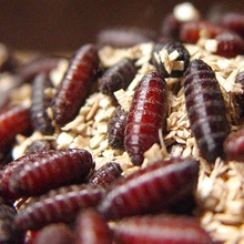 pupae of new world screwworm crawling through sawdust